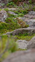 白馬乗鞍岳のチビ雷鳥