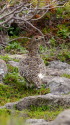 白馬乗鞍岳のママ雷鳥2