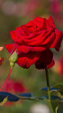 秋の薔薇
