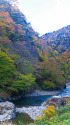 清津峡 下流の紅葉