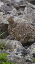 小蓮華山の雌雷鳥2