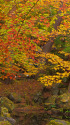 水辺の紅葉