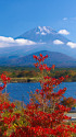 富士山と紅葉 