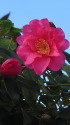 山茶花