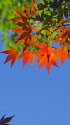 紅葉(2)