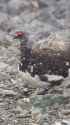 白馬岳の雄雷鳥
