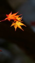 夏井川の紅葉 陰と陽