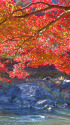 御岳渓谷の紅葉
