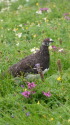 白馬岳の雄雷鳥4
