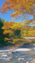 渓谷沿いの紅葉