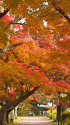 小石川植物園の紅葉
