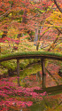 六義園の紅葉