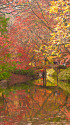 水辺に映る紅葉