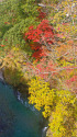 見下ろす紅葉