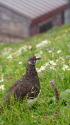 白馬岳の雄雷鳥5