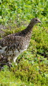 御嶽山のママ雷鳥