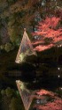 ひごあかり