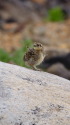 御嶽山のチビ雷鳥2