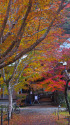 房総の古刹 小松寺の紅葉
