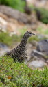 御嶽山のママ雷鳥2