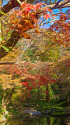 鶴岡八幡宮の紅葉