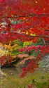 南房総 小松寺の紅葉
