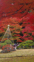 小石川後楽園の紅葉