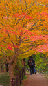 養老渓谷の紅葉