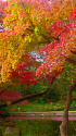 小石川後楽園 紅葉最盛期