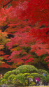 日本庭園の鮮やかな紅葉