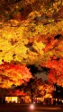 大田黒公園紅葉ライトアップ