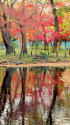 塚山公園の紅葉