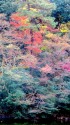 神宮外苑の紅葉