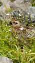 槍ヶ岳山荘裏のチビ雷鳥2