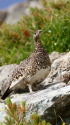槍ヶ岳山荘裏のママ雷鳥3