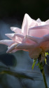 秋の薔薇