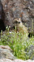 槍ヶ岳山荘裏のチビ雷鳥4