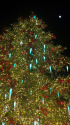 六本木ヒルズのクリスマスツリー