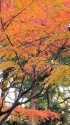 日比谷公園残りの紅葉