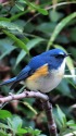 幸せの青い鳥
