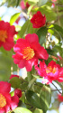 山茶花