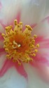 班入り山茶花