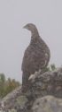 仙丈ヶ岳のママ雷鳥3