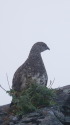 塩見岳のママ雷鳥
