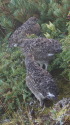 塩見岳のチビ雷鳥3