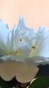 椿:玉芙蓉