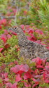 爺ヶ岳のチビ雷鳥2