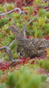 爺ヶ岳のチビ雷鳥3
