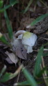 白いシジュウカラ325