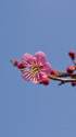 散歩道の花 1901-27-1